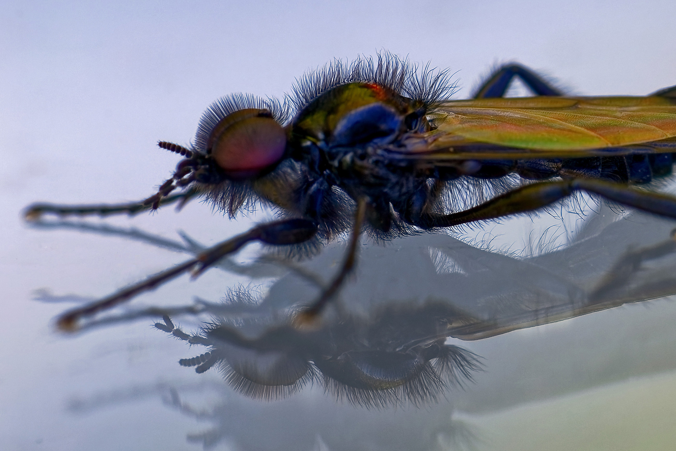 Märzfliege (Makro)
